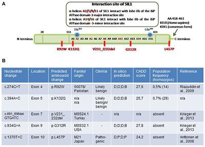 Identification of Cellular Pathogenicity Markers for SIL1 Mutations Linked to Marinesco-Sjögren Syndrome